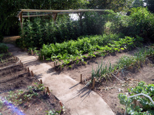 Mittleider Method Vegetable Garden